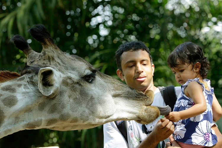 Best Value Annual Family Memberships to Own in 2020 - Singapore Zoo, River Safari, Night Safari, Bird Park