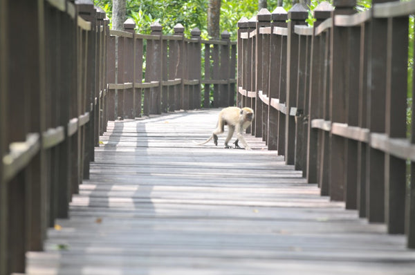 Tanjung Piai Johor National Park