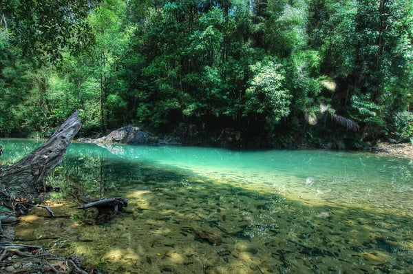 Endau-Rompin National Park – One of World’s Oldest Tropical Rainforest