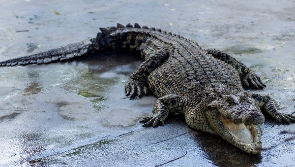 Teluk Sengat Crocodile Farm