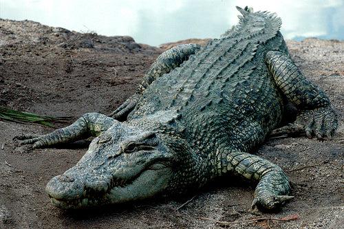 Teluk Sengat Crocodile Farm