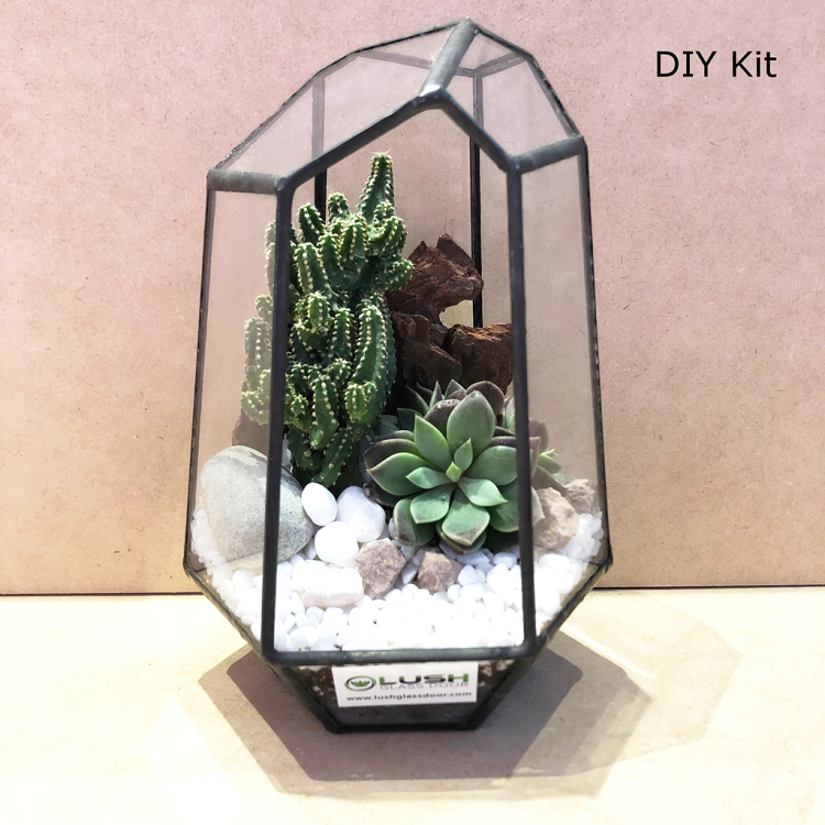 Terrarium DIY Kits by Lush Glass Door