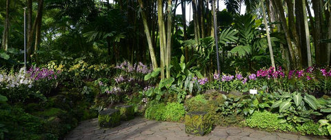 National Orchid Gardens