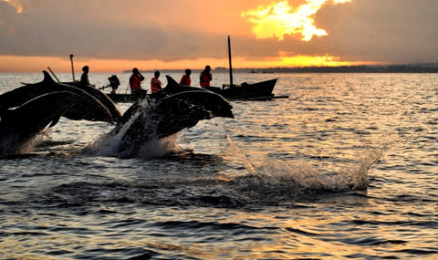 Dolphin Watching in Lovina, Bali