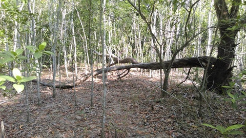 Nature Play