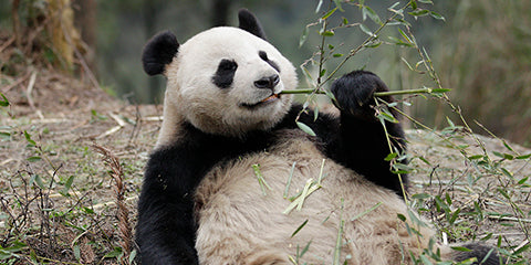 Things to do this Weekend: Join the Wildlife of Singapore with Your LOs in Celebrating this Chinese New Year! - NS