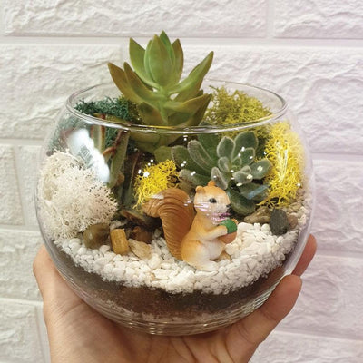The Green Capsule: Open Succulent Terrarium DIY Kit @ Just $50 (Delivery  Fee Inclusive), BYKidO