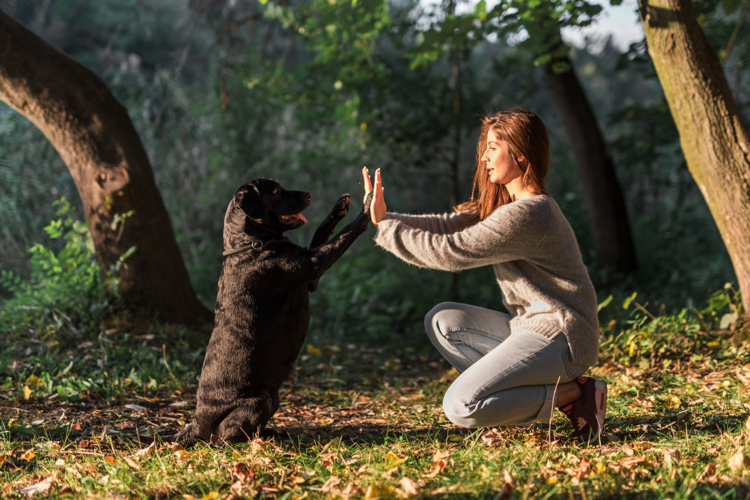 Un perro, la mascota ideal