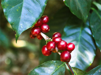 Coffee cherries growing in El Salvador