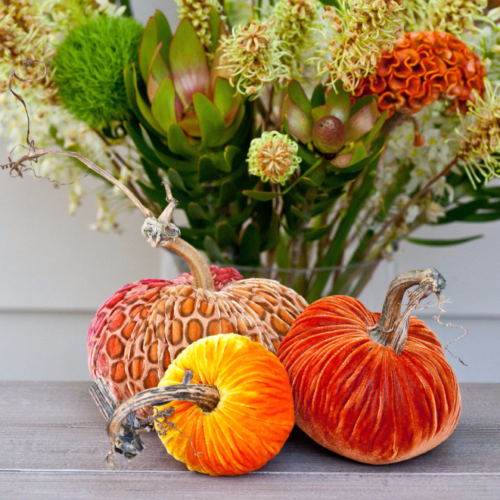 Rainbow Sorbet Deluxe Collection: Different Colored Pumpkins