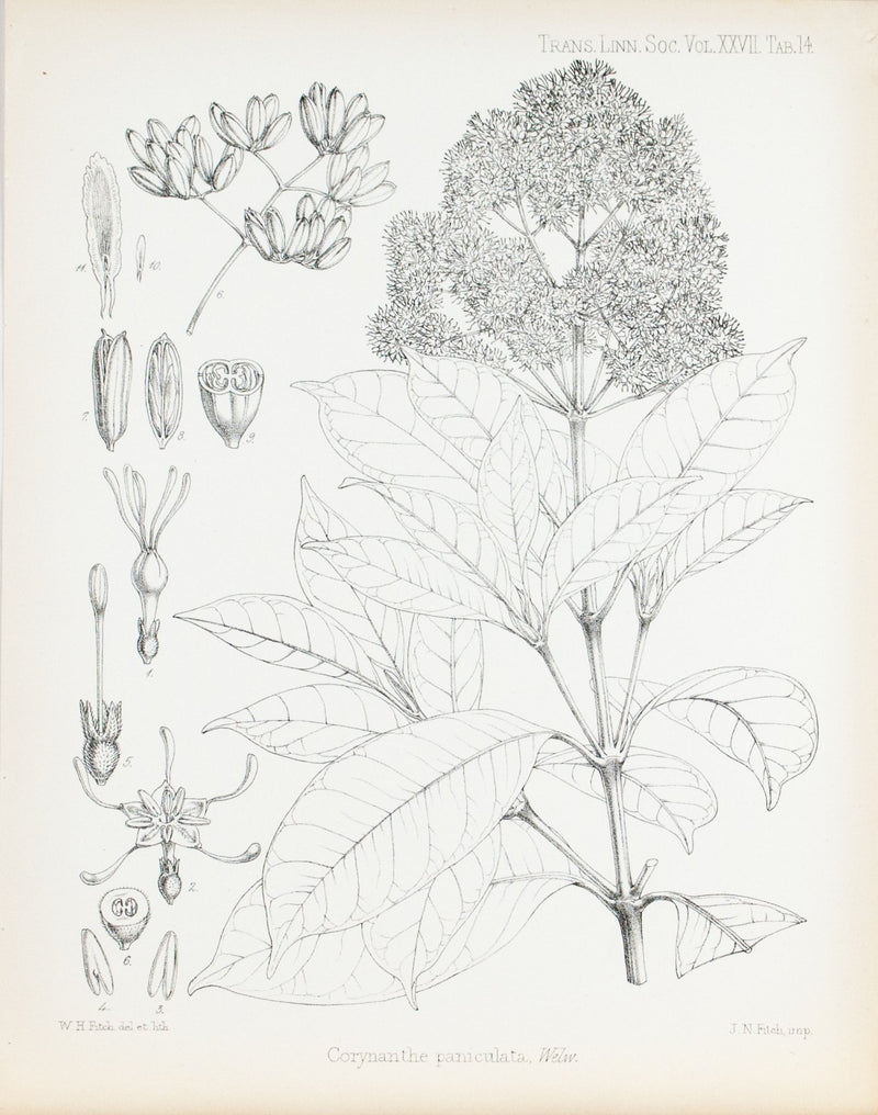 Corynanthe Paniculata, Welw 1869 Botany Flower Print by Fitch Desert P ...