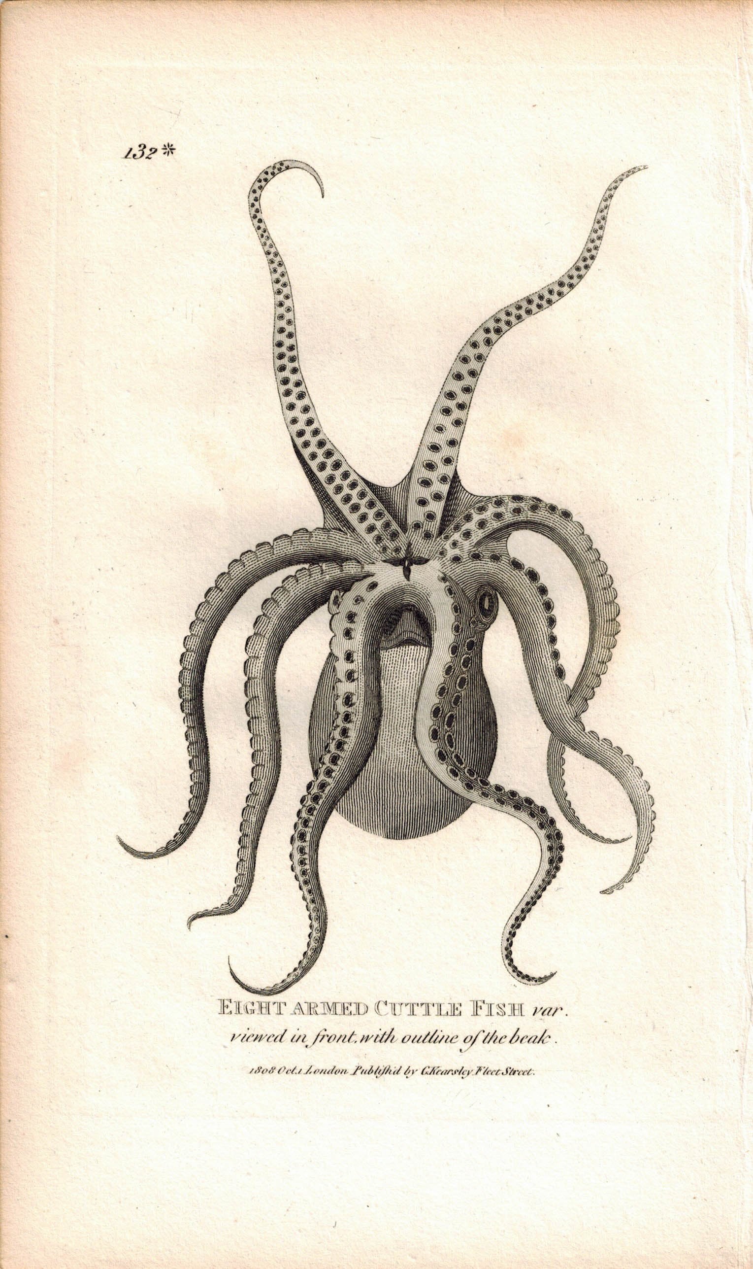 Eight Armed CuttleFish 1809 Original Engraving Shaw Print Octopus, Squ ...