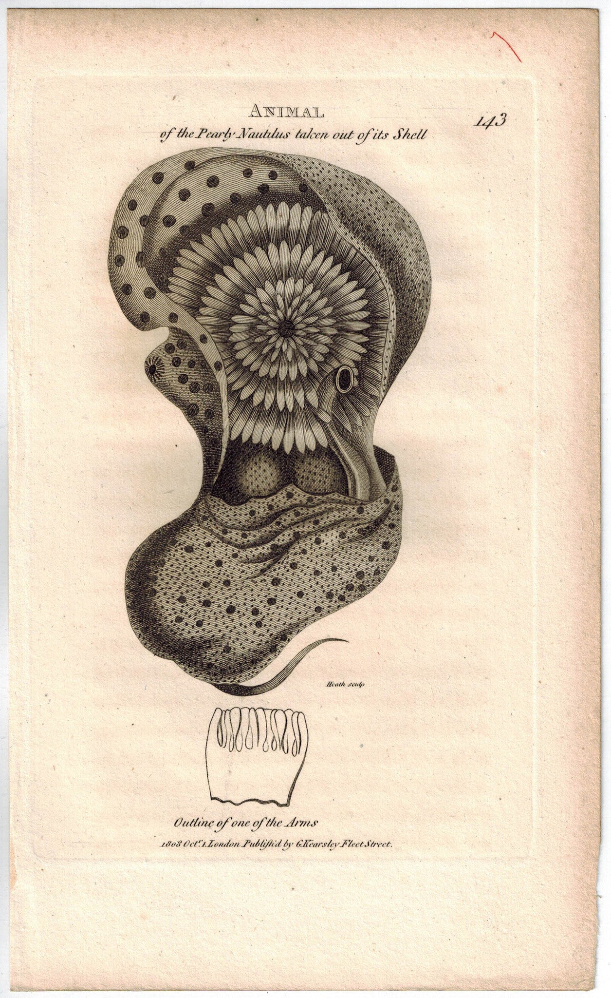 Pearly Nautilus Removed From Shell 1809 Original Engraving Shaw - 