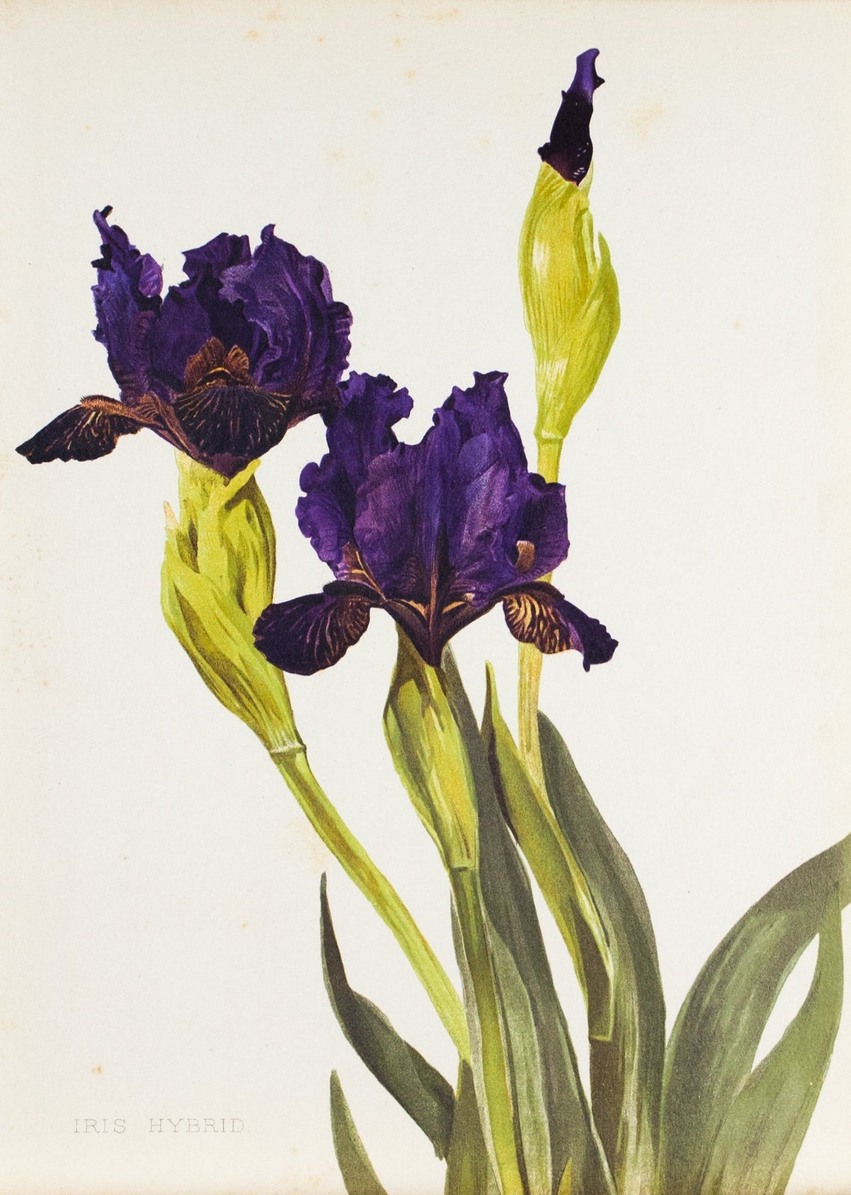 Iris Hybrid 1905 Henry Moon Botanical Flower Print - Historic Accents