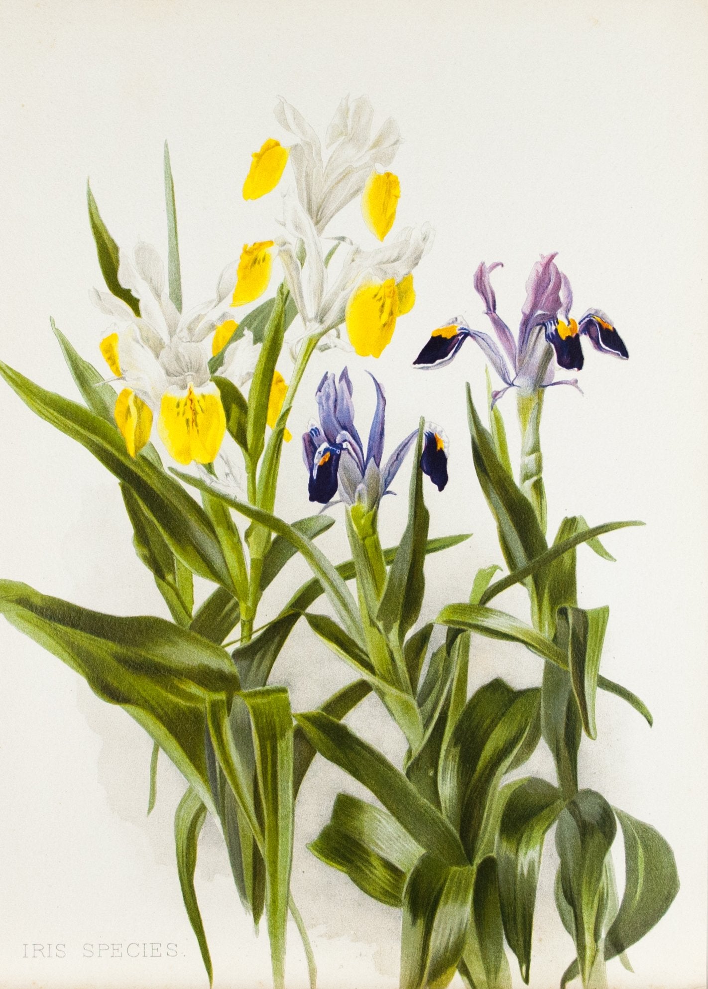 Iris Species 1905 Henry Moon Botanical Flower Print - Historic Accents