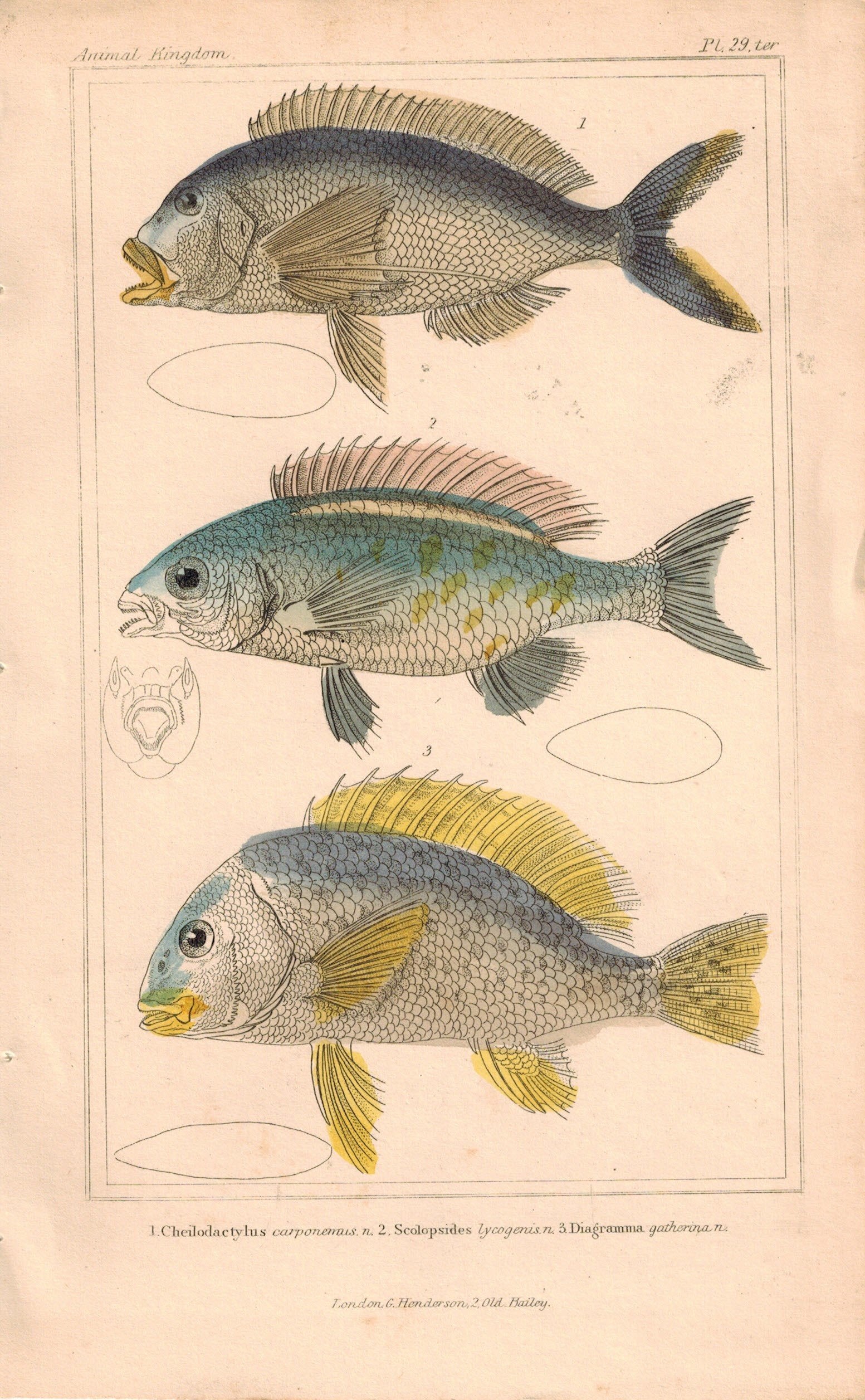 Cheilodactylus, Scolopsides, Diagramma 1834 Engraved Cuvier Print Plat ...