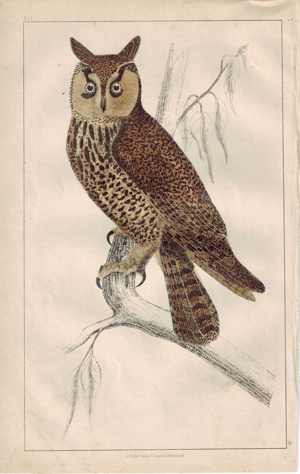 Long-Eared Owl Bird 1853 Antique Hand Color Engraved Print - Historic ...