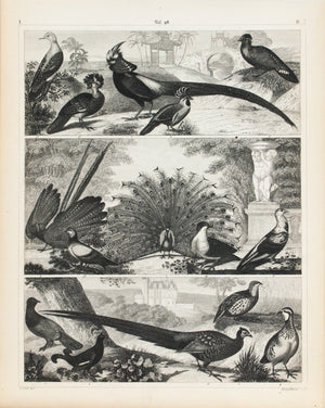 Partridge Peacock Pheasant Pigeon Dove Antique Bird Print 1857
