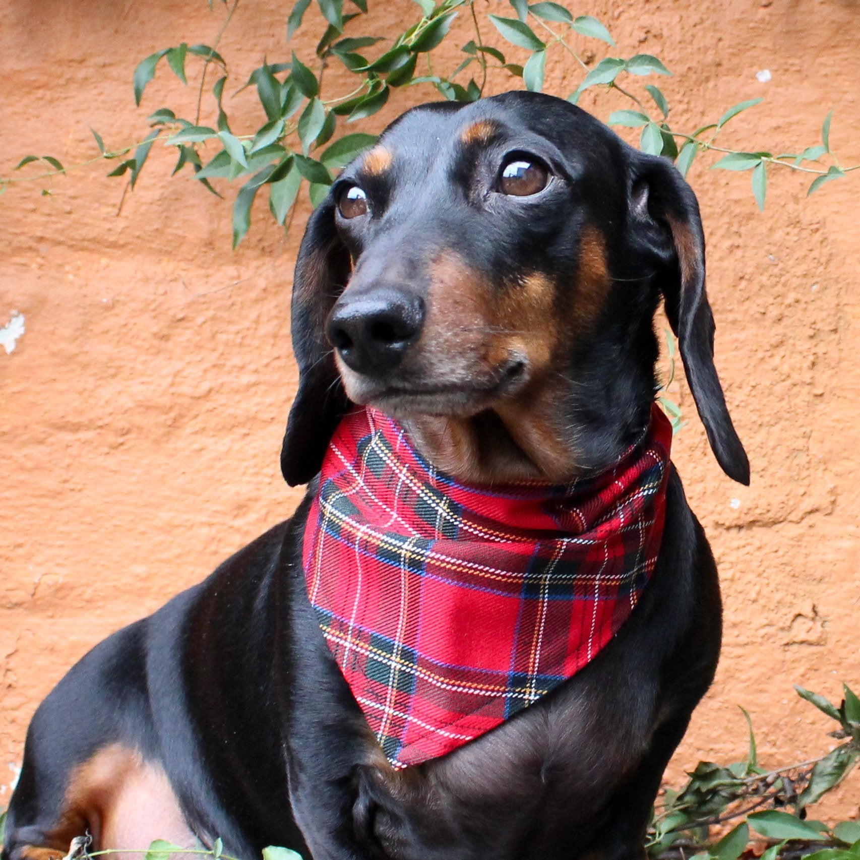 red tartan dog bandana