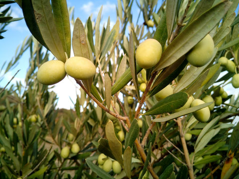olive oil trees