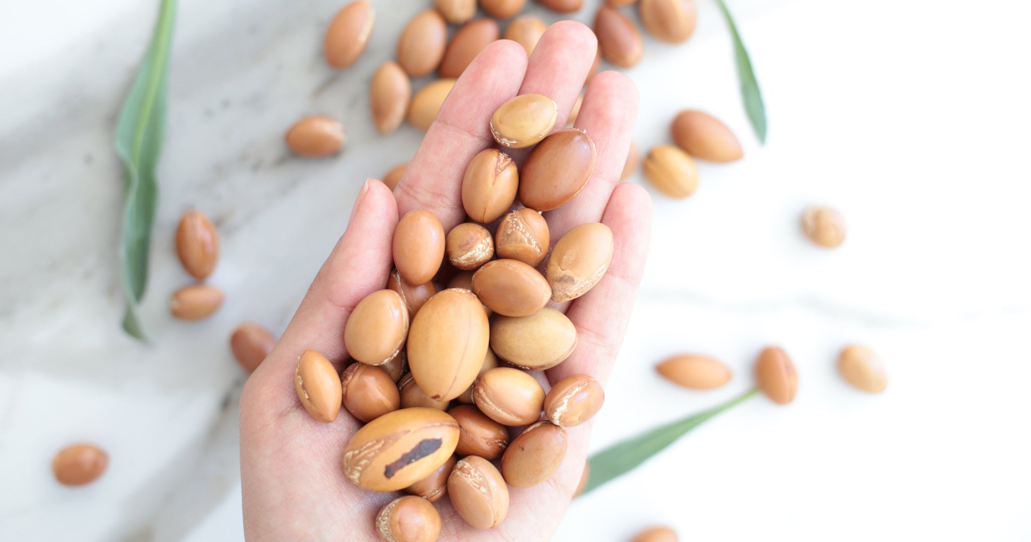 argan seeds arganoil aynarabeauty organic veganoil