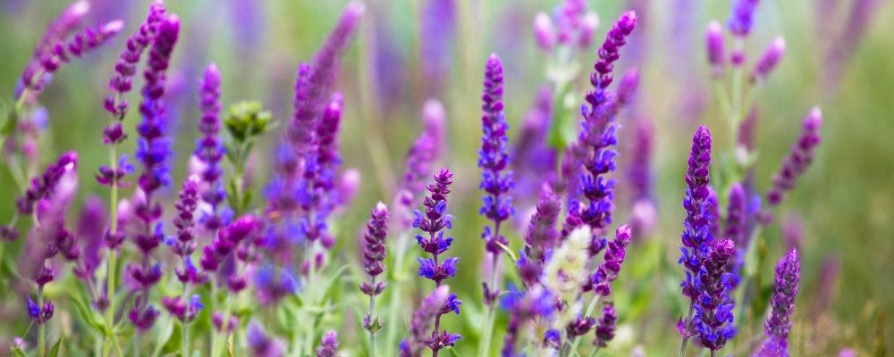 Clary Sage Essential oil for stress and anxiety