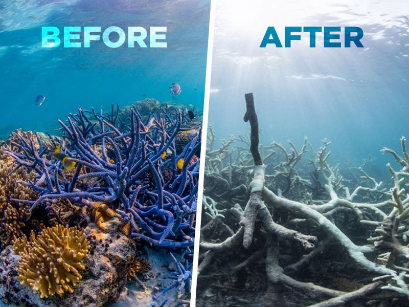 Bleaching of The Great Barrier Reef