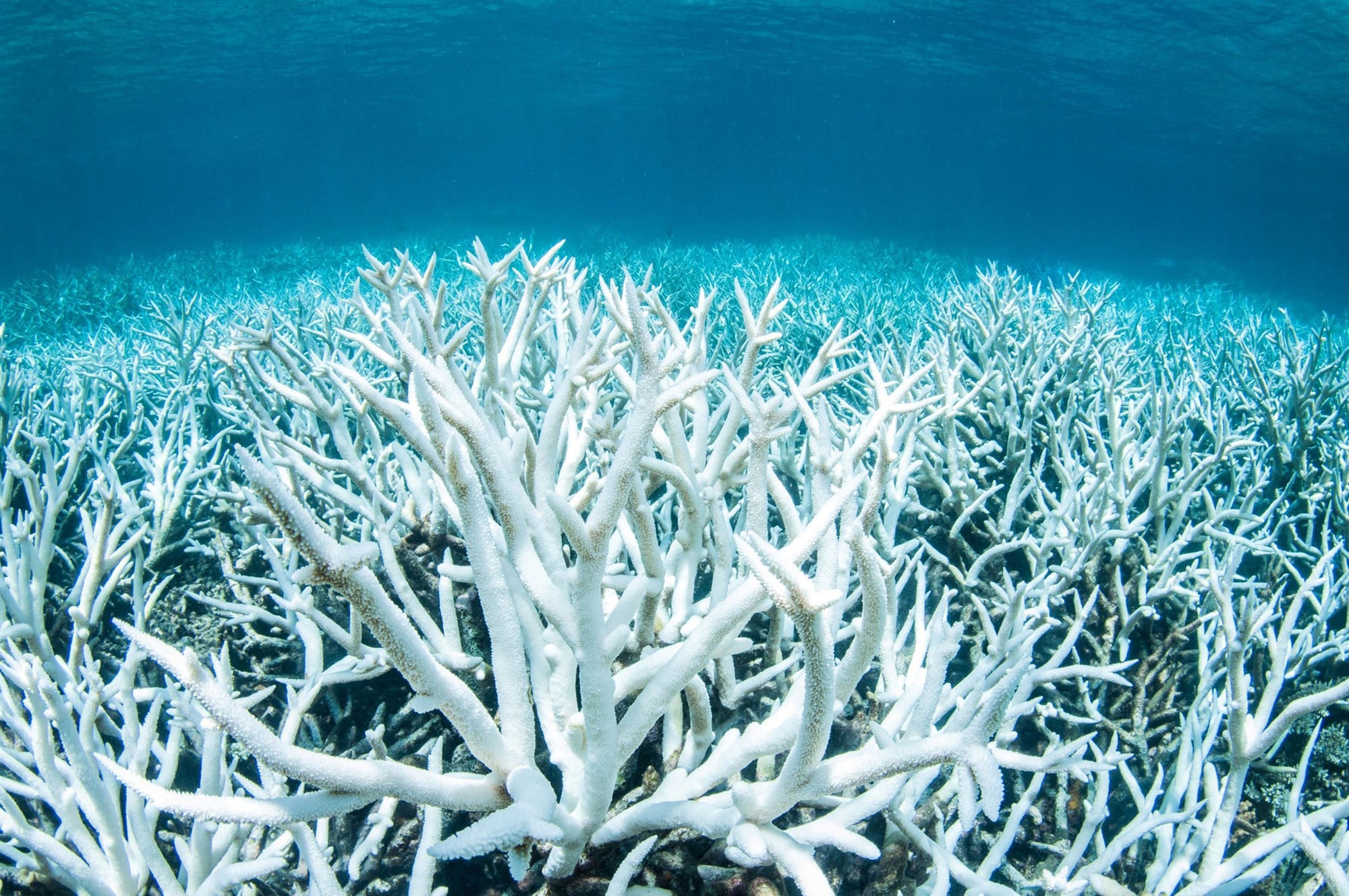 image of bleached coral at The Great Barrier Reef
