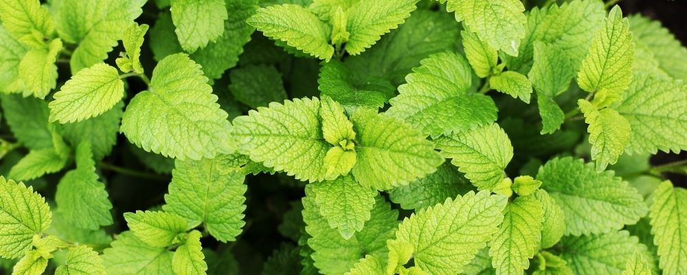 Lemon Balm Essential Oil for stress and anxiety