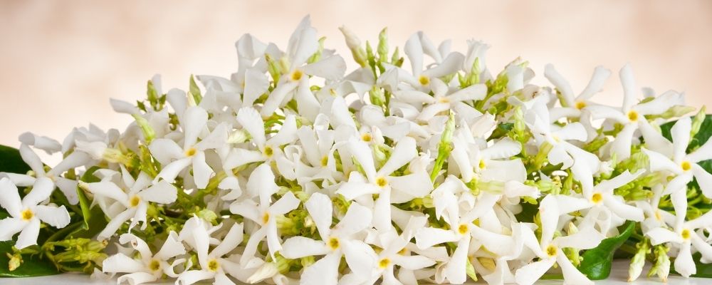 Neroli Essential Oil