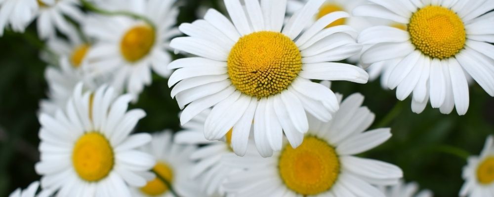 Roman Chamomile Essential Oil for stress and anxiety