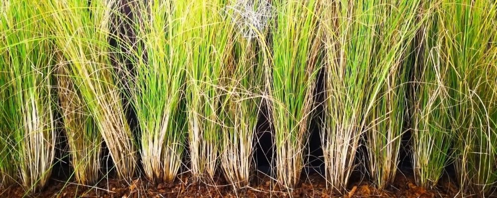 Vetiver Essential for stress and anxiety