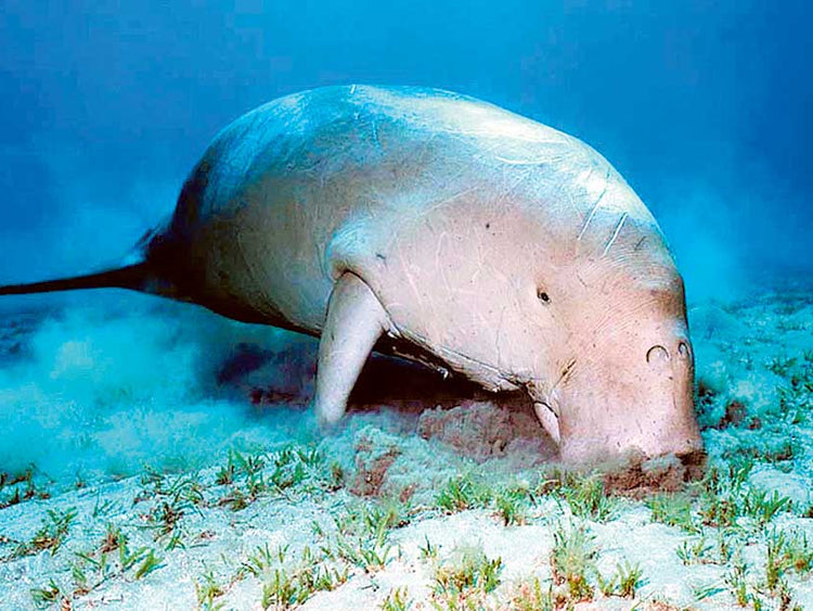 image of Dugong