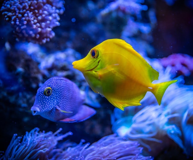 fish swimming in The Great Barrier Reef