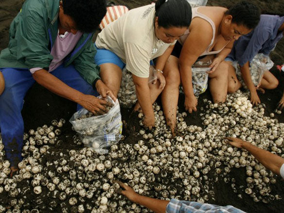 humans digging up endangered sea turtle eggs