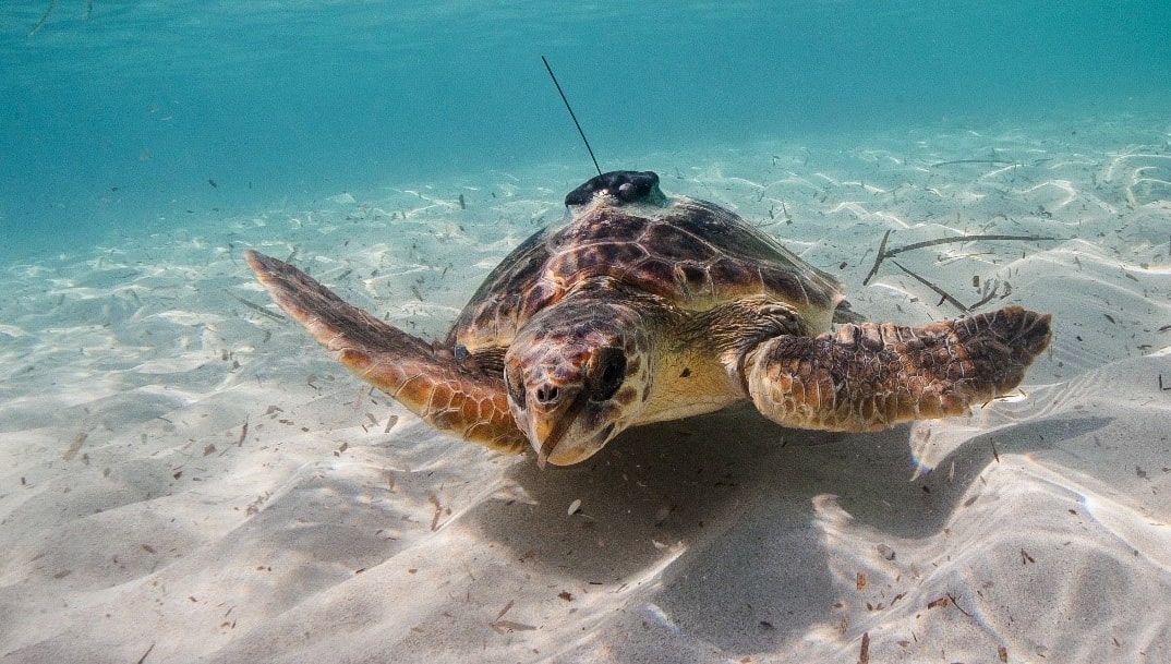 turtle swimming in the ocean with tracker on its back