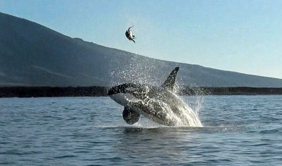 killer whale with endangered sea turtle in the air