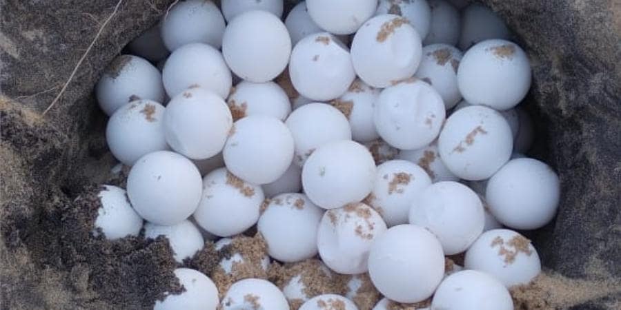 endangered sea turtle eggs in their nesting ground