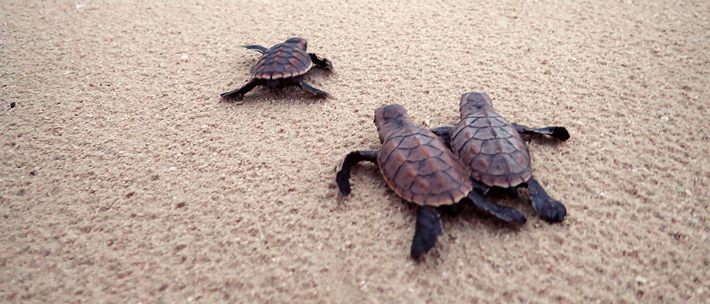 loggerhead sea turtles swimming to the ocean