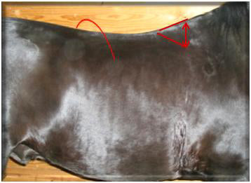 Saddle Fitting for Smarties | More About Saddle Trees