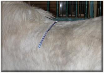 Saddle Fitting for Smarties | More About Saddle Trees
