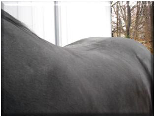 Saddle Fitting for Smarties | More About Saddle Trees