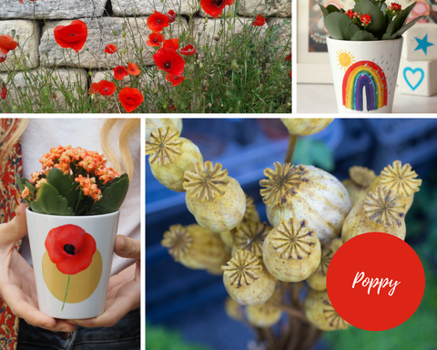 poppies