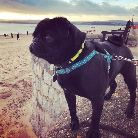 A black pug dog looks out over Exmouth beach