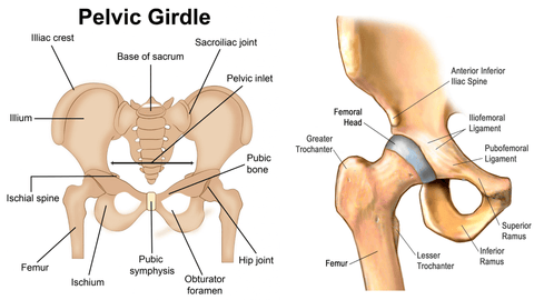 anatomical illustration of the pelvic girdle