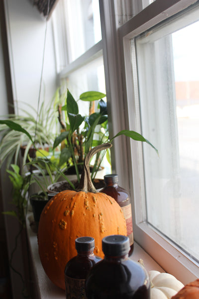 Making the new Fire Cider offices feel like home with plants and fall decorations