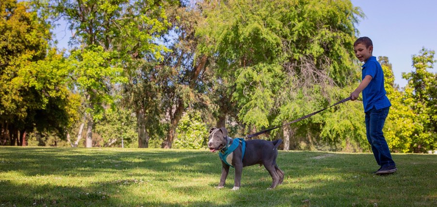 What Length Should I Choose for My Dog's Leash? – RuffGrip