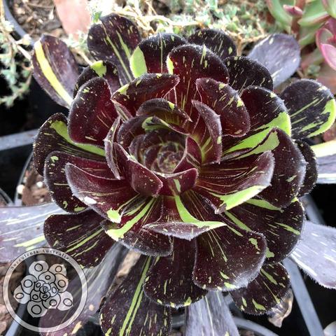 Aeonium Big Bang - Succulent Care – Succulents Australia