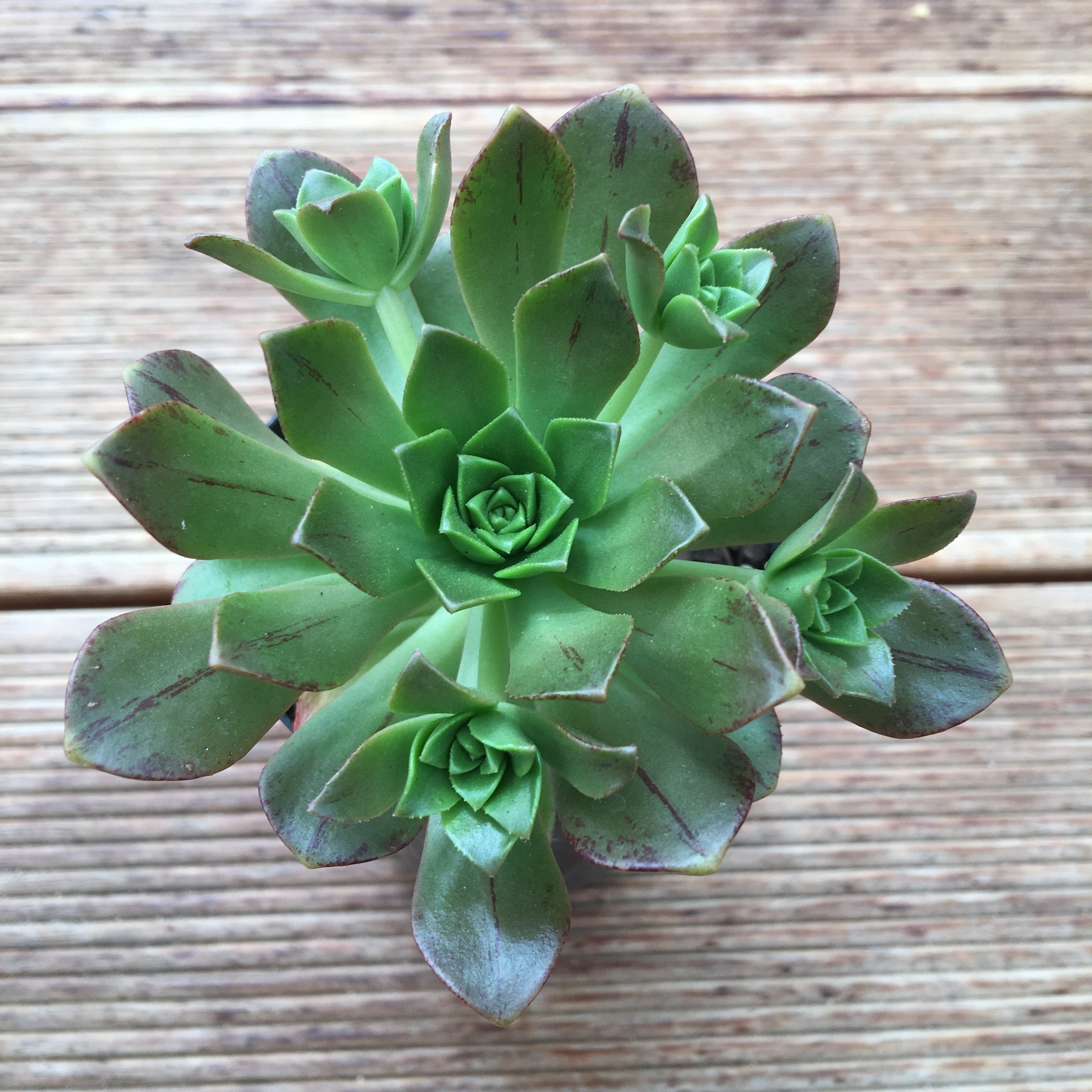 Aeonium Bronze Medal - Succulents Australia Sales