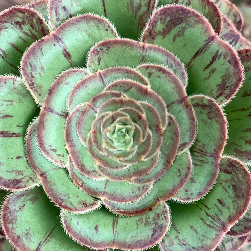 Aeonium – Succulents Australia Sales